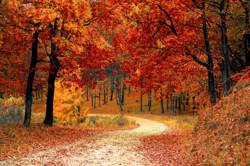 12 frugal fall date ideas to make sure you have a fun and sweet season with your special someone! Try one or all of these date ideas this fall! 