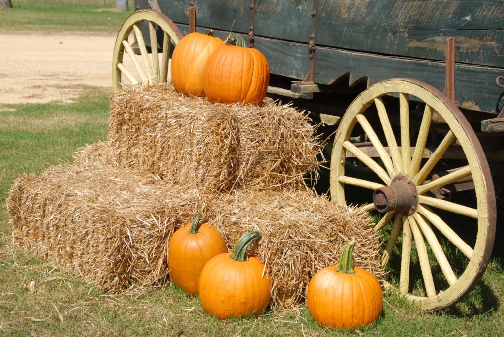 12 frugal fall date ideas to make sure you have a fun and sweet season with your special someone! Try one or all of these date ideas this fall! 