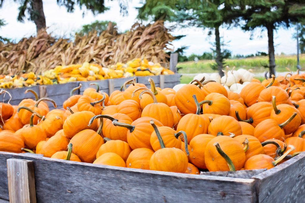 12 frugal fall date ideas to make sure you have a fun and sweet season with your special someone! Try one or all of these date ideas this fall! 