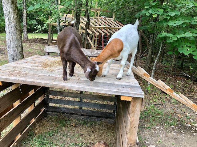 Diy Goat Playhouse Shelter The Little Frugal House