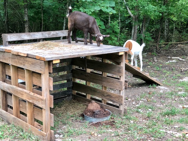 Diy Goat Playhouse Shelter The Little Frugal House