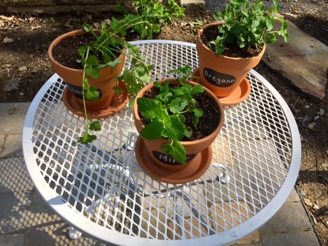 A great spring DIY project! Painted terra cotta flower pots are an easy way to update your home and garden for spring on a budget!