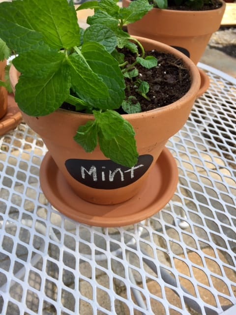 A great spring DIY project! Painted terra cotta flower pots are an easy way to update your home and garden for spring on a budget!