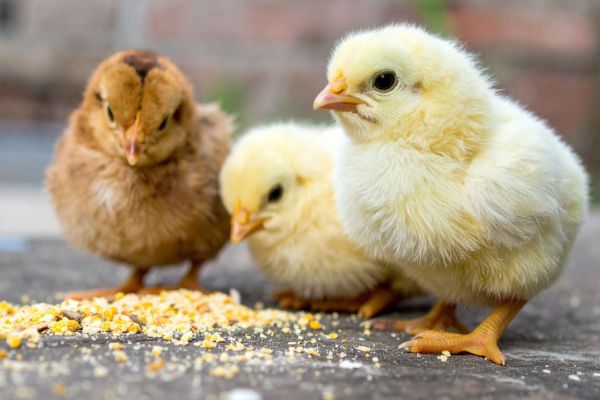 A Sample Plan to Make $500 a Month
Here is one possible income combination for a small homestead:
Eggs: $80 per month
Sell 20 dozen eggs per month at $4 per dozen.
Gross income: $80
Bread: $200 per month
Sell 10 loaves of sourdough bread each week at $5 per loaf.
Gross monthly income: approximately $200
Seasonal Produce and Herbs: $120 per month
Sell herbs, vegetables, and flowers from a small farm stand or local market.
Gross income: $120
Homemade Soap or Value-Added Products: $100 per month
Sell homemade soap, dried herbs, small gift sets, or another value-added product.
Gross income: $100
Total Gross Income: $500 per month
This example uses several manageable revenue sources instead of depending on one product. Your expenses will vary, so track gross sales and actual profit separately.